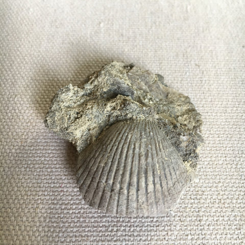 Scallop Fossil