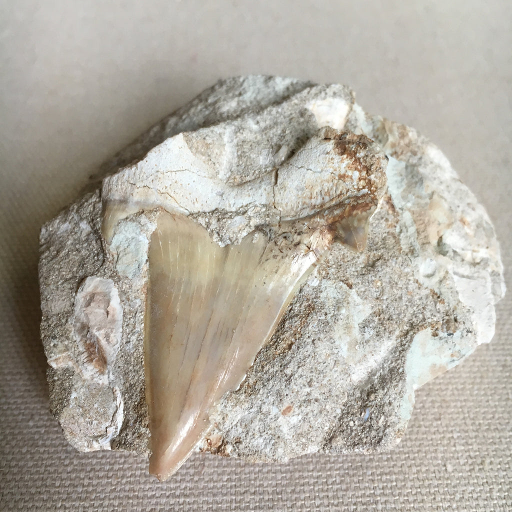 Otodus Shark Tooth Fossil Sea Things Ventura