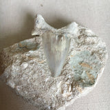 Otodus Shark Tooth Fossil