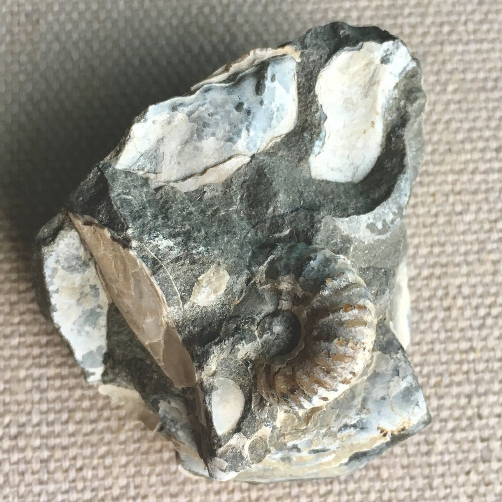 Fossil Ammonite Cluster