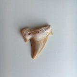 Otodus Shark Tooth Fossil