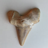 Otodus Shark Tooth Fossil