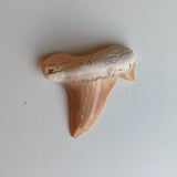 Otodus Shark Tooth Fossil