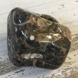 Polished Turtilla Shell Fossil