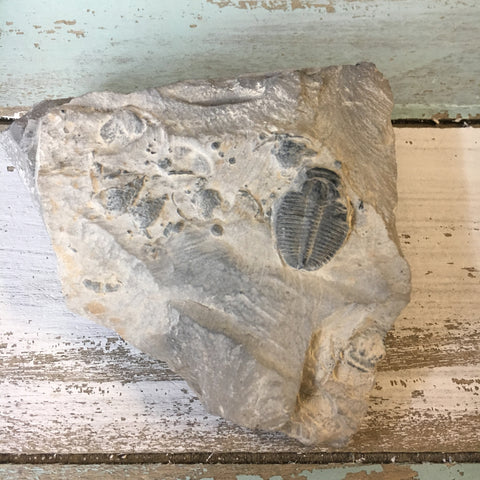 Fossil Trilobite in Matrix