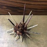 Sea Urchin with Spines