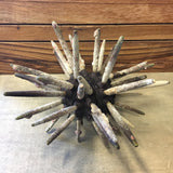 Sea Urchin with Spines