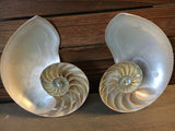 Sliced Nautilus Seashell