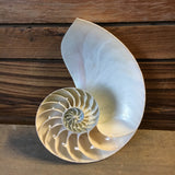 Sliced Nautilus Seashell