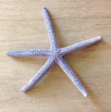 Finger Starfish Magnet