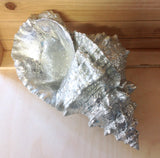 Frog Shell Bottom