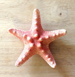 Bumpy Starfish Magnet