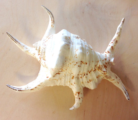 Spider Conch Shell
