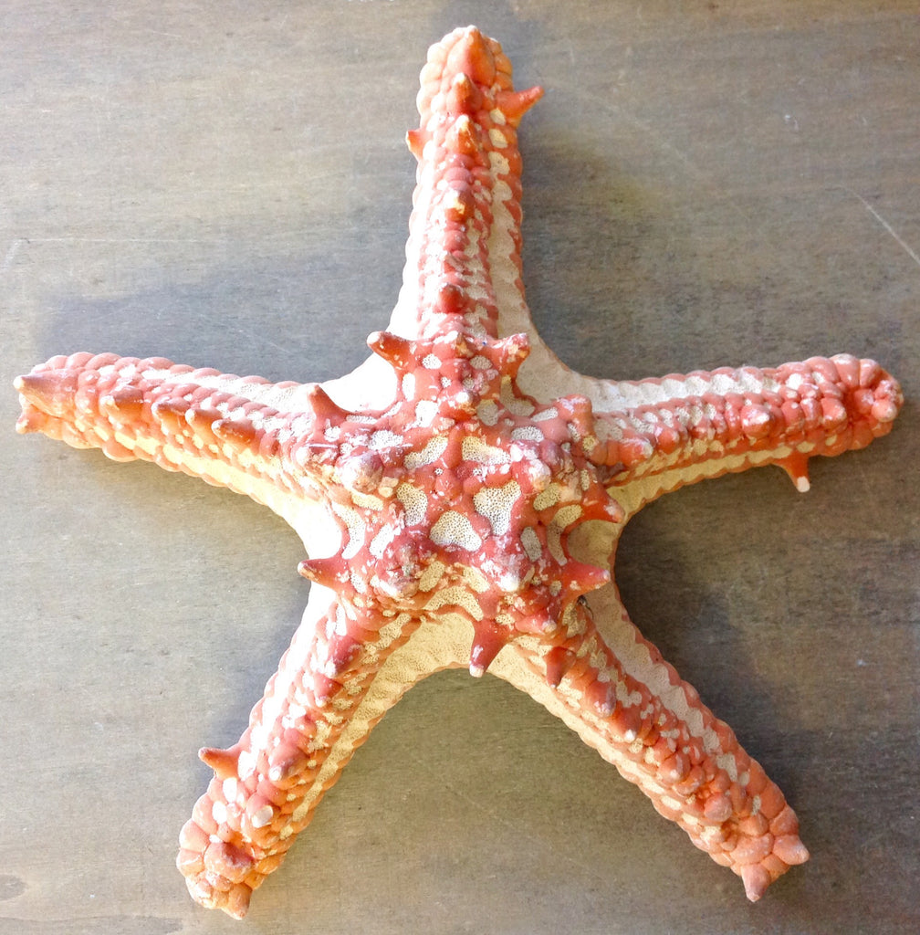 Red Bumpy  Starfish