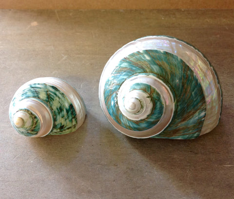 Carved Green Turbo Shell