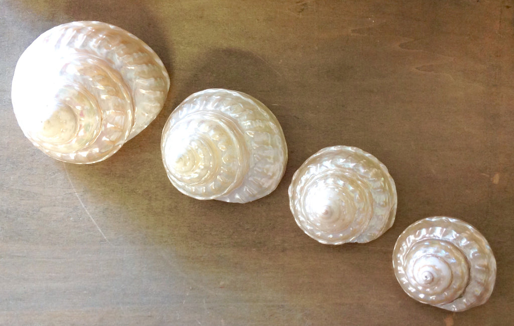 24PC Pearl Seashells, Astrea Pearl Turban Shells, Pearl Turbo