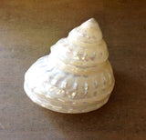 Pearlized Turban Shell