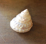 Pearlized Turban Shell