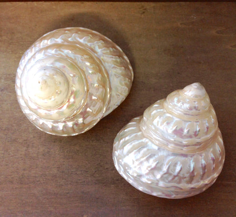 Pearlized Turban Shell