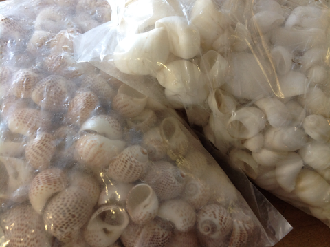 $22.50 Bulk Shells