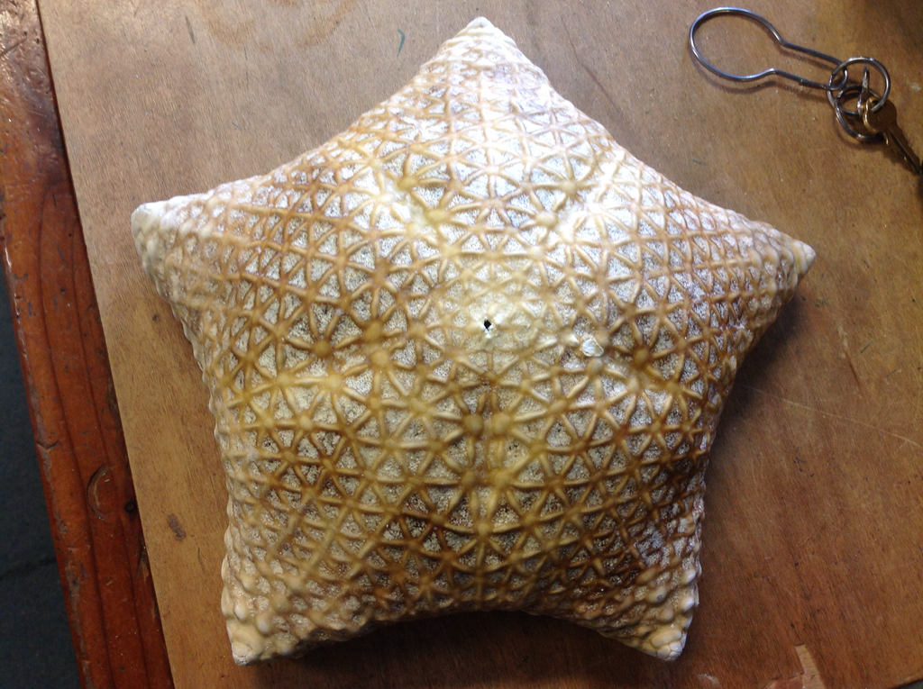 Giant Pillow Starfish