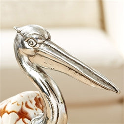 Volute Shell Pelican