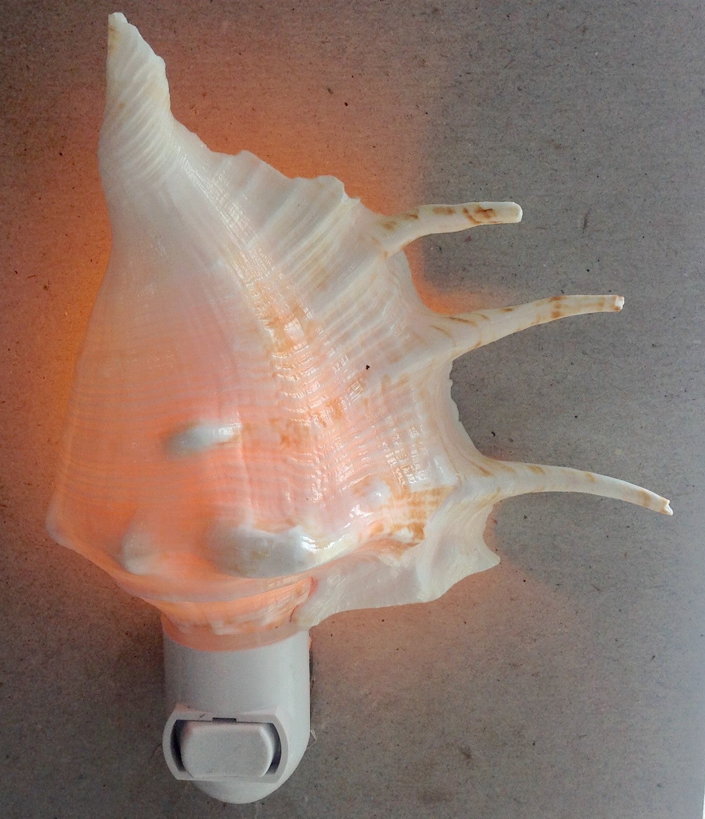 Spider Conch Shell Nightlight – Sea Things Ventura