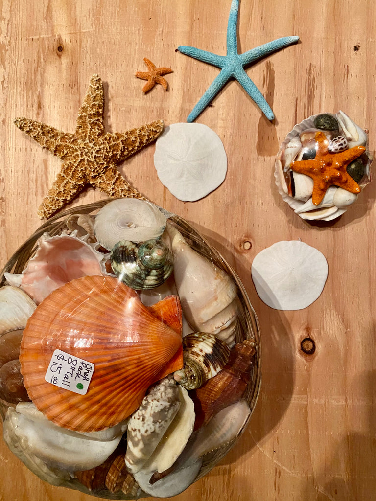 Special Sand dollar Starfish Seashell Collection