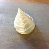 Pearlized Trochus Shell