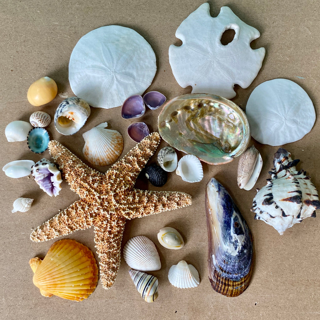 Sand dollar Starfish Seashell Collection
