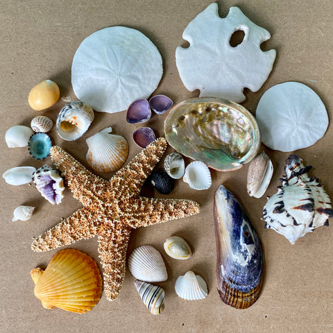 Seashells by MillhillTypes of Sand Dollars