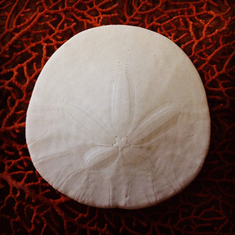 $2.00 SandDollar