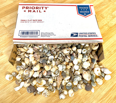 Box of Seashells