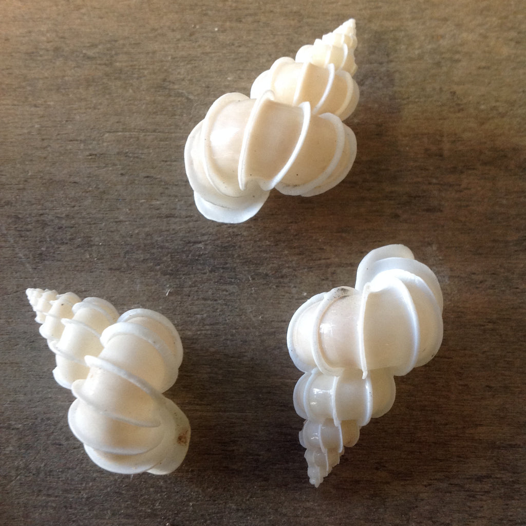 Wentletrap Shell – Sea Things Ventura