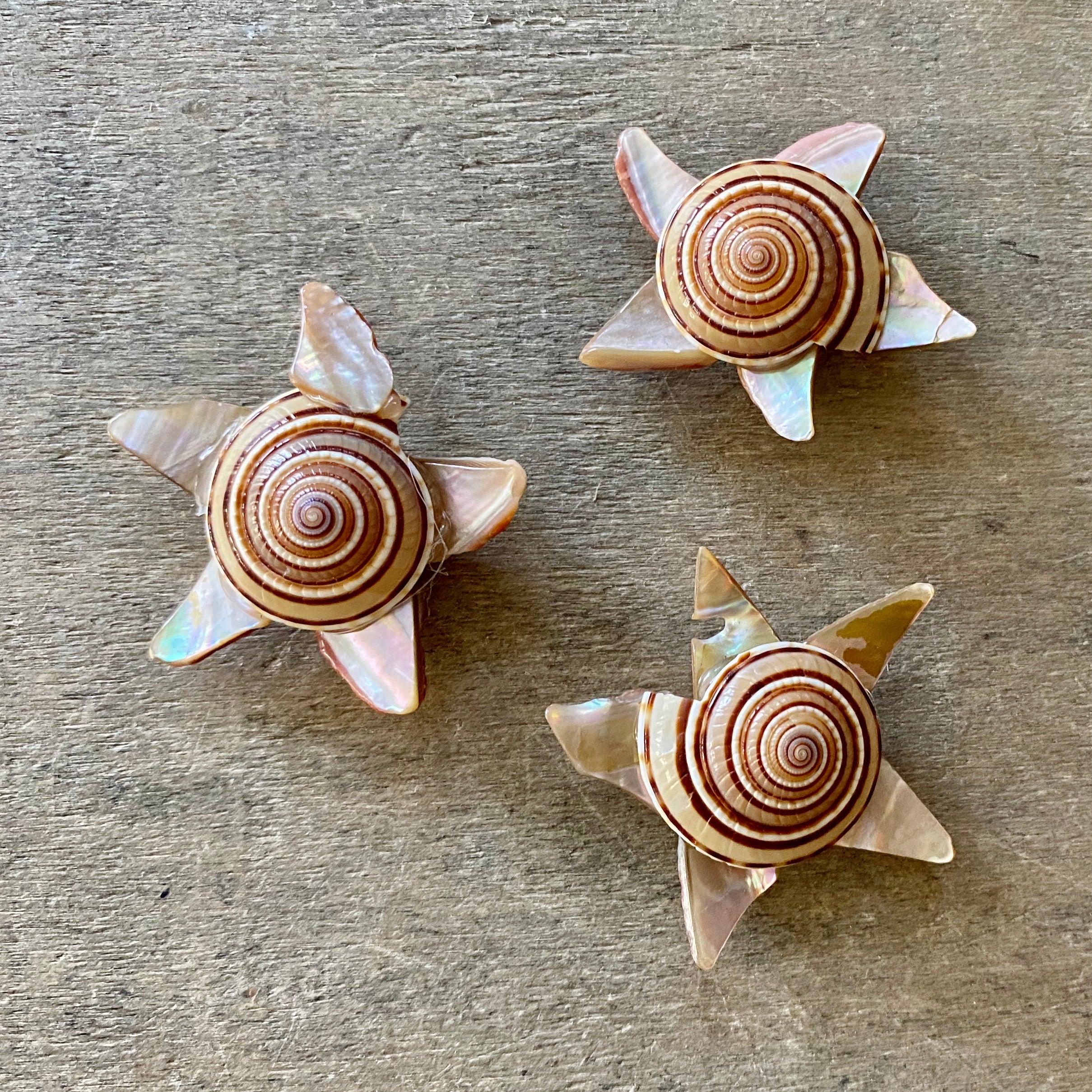 Sundial Star Shell Magnet – Sea Things Ventura