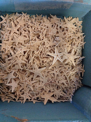 $0.35 Mini Starfish