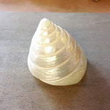 Pearlized Trochus Shell