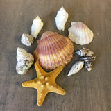 Colorful Starfish Shell Pack