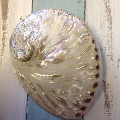 South African Polished Abalone Shell