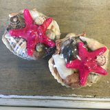 Colorful Starfish Shell Pack