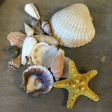 Colorful Starfish Shell Pack