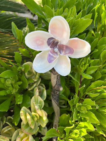 Plumeria Seashell Flower