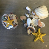 Colorful Starfish Shell Pack