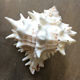 White Murex Shell