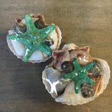 Colorful Starfish Shell Pack