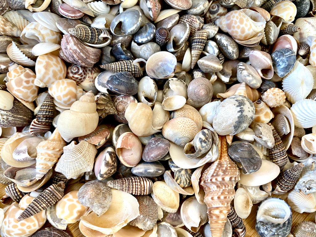 Assorted Sea Shell Mix-beach Wedding Decor-sea Shells Bulk
