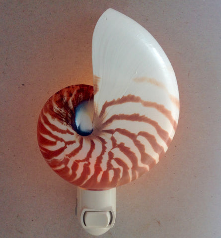 White Irish Scallop Seashells - White Pectin Shells - Beach Wedding Decor