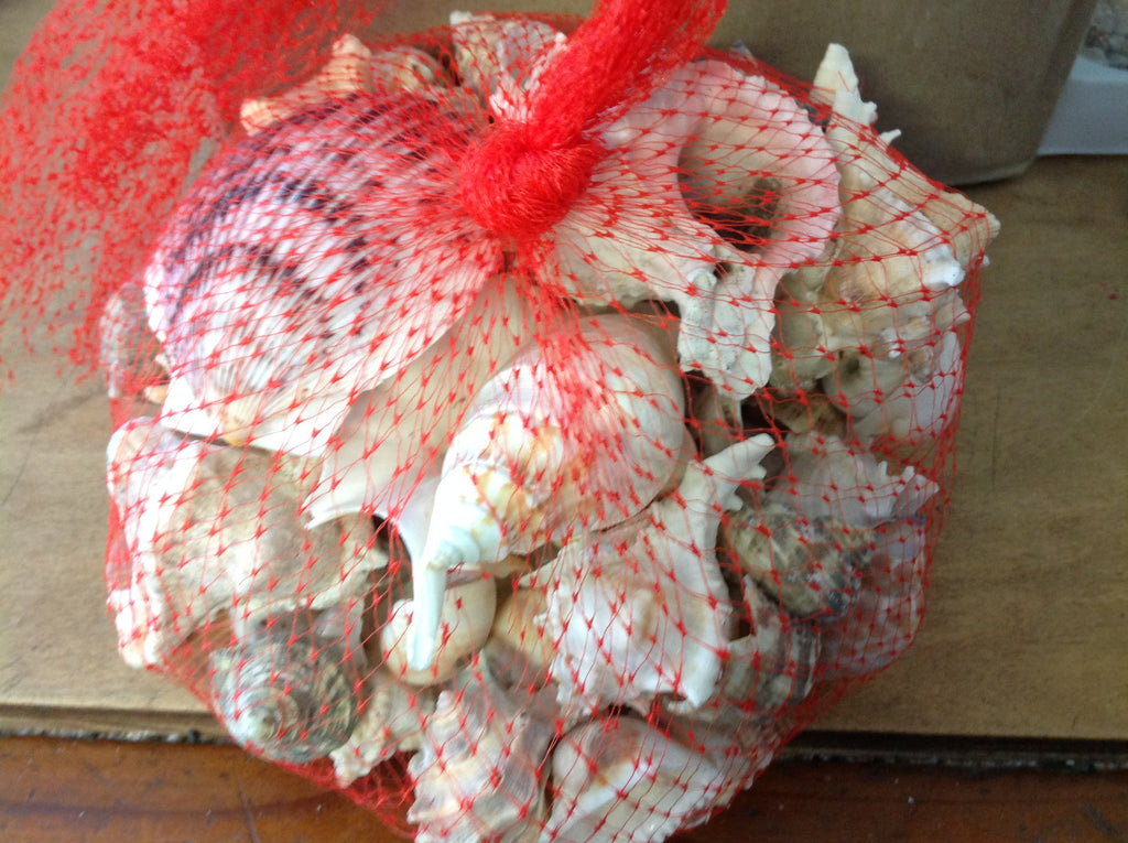 Shell Packon Bulk Shell Pack – Sea Things Ventura