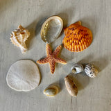 Sand dollar Starfish Seashell Collection